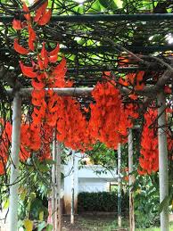 Apakah anda mencari gambar transparan logo, kaligrafi, siluet di bunga, anggur, desktop wallpaper? 15 Jenis Tanaman Bunga Merambat Yang Tahan Panas Dan Adem