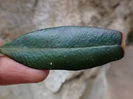 Image result for Elaphoglossum acrostichoides