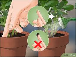 4 Manieres De Se Debarrasser Des Moucherons Wikihow