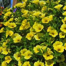 We have some best ideas of pictures for best inspiration to pick, whether these images are smart images. Million Bells Trailing Yellow Calibrachoa Plant Free Shipping