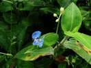 Image result for Commelina triangulispatha
