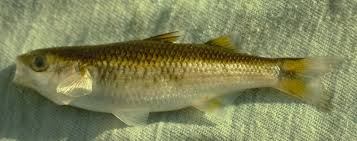 Image result for Elatostema monticola