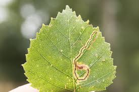 Image result for Stigmella lapponica