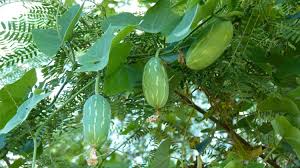 Image result for Coccinia