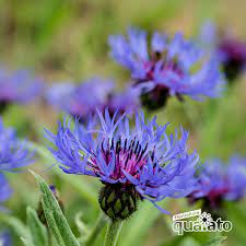 È fra l'azzurro e il violetto; Pin Su Piante Perenni
