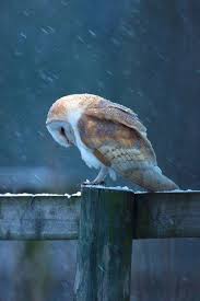 Barn Owl Wallpaper Owl Animals Beautiful Snow Owl