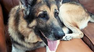 The family i have now tells me that i am a true cutie and any family would be lucky to have me. Our Dogs Ok Gsr