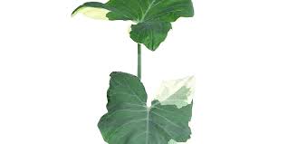 Image result for Ozoroa marginata