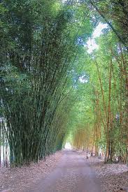 Bamboos are a diverse group of evergreen perennial flowering plants in the subfamily bambusoideae of the grass family poaceae. About Us Bamboo Australia Sunshine Coast