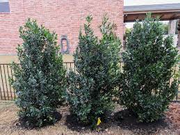 Cherry Laurel Tree Dallas Texas Treeland Nursery Privacy Landscaping Front House Landscaping Garden Shrubs