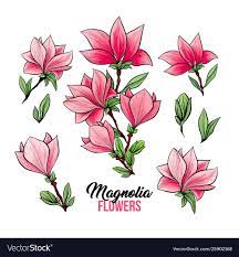 Magnolia Flower Bouquets In Blossom Beautiful Home Decor And Interior Design Isolated Illustration Vector Set Magnolia Flower Drawing Set How To Draw Hands