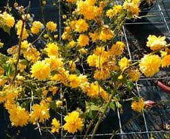 We did not find results for: 25 Full Shade Plants That Will Look Great In Your Yard Mike S Backyard Nursery