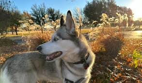 A snow dog's chance in . . . Texas