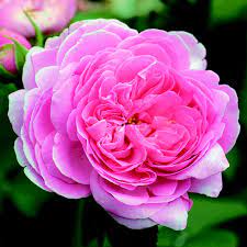 It is a deservedly popular bourbon. Historische Strauchrose Rose Louise Odier Rosa