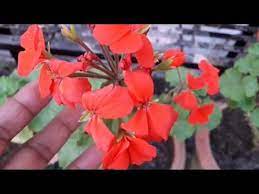 Pin On Garden Manju Shrivastav