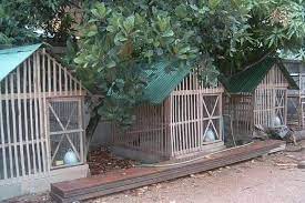 Kandang kurung ayam bangkok dari material besi, kawat serta jaring, kandang kurungan kedua adalah terbuat dari besi biasanya banyak pemilik ayam bangkok menggunakan kandang kandang umbaran untuk ayam bangkok dewasa, ayam bangkok bebas untuk bergerak dan berkokok. 16 Gambar Desain Kandang Ayam Minimalis Model Umbaran