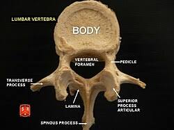 Image result for Lumbar vertebrae
