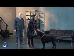 kak nauchit sobaku vyderzhke komande ostavajsya na meste youtube dressirovka sobak sobaki vyderzhka