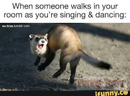 Pin By S I E R R A On Me Funny Ferrets Extremely Funny Memes Funny Animal Jokes