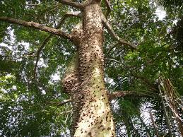 Image result for Ceiba pentandra
