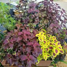 Vlog taman ati ati umi di kampung. Buy Keratan Anak Pokok Ati Ati Benih Pokok Hati Hati Seetracker Malaysia