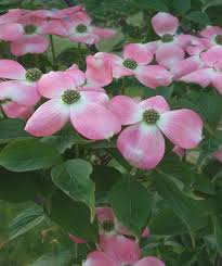 Summer brings lush green foliage that provides about as perfect filtered shade as you can get. Stellar Pink Rutgers Dogwood Bower Branch