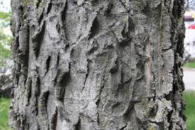 The tree when first cut shows a wide, white sapwood and a dark heartwood. Hackberry Trees Of Manitoba Inaturalist