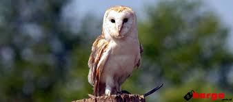 We did not find results for: Update Info Harga Burung Hantu Tyto Alba Dan Cara Memeliharanya Daftar Harga Tarif