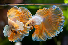 Betta fish , copper , dumbo no comments. Dumbo Betta Thailand Betta Fish Live Big Ear Multicolor Premium Plakat Male Siamese Fighting Ornamental Fish Pet Aquariums Buy Bettas Halfmoons Halfmoon Plakats Hmpk Crowntails Deltas Super Deltas Double Tails