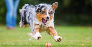 Maybe you would like to learn more about one of these? About Us Northwest Minnesota Aussie Rescue