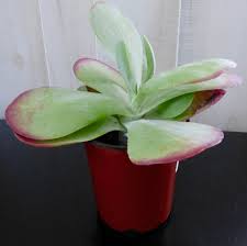 It has green and yellow color on the paddle leaves and the tip is bright pink to red in cold condition/temperature. Growing Paddle Plants Learn About Kalanchoe Paddle Plant Care
