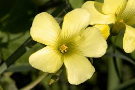 Image result for Oxalis pes-caprae