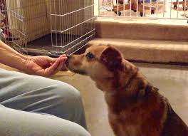 Learn how to housebreak your dog in 6 days for free. Using A Training Plan To Retrain Summer S Target Eileenanddogs