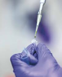 Image result for Huberantha mossambicensis