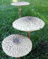 Wenn sie über einen eigenen garten verfügen, haben sie viele möglichkeiten, naturnah pilze selber zu kultivieren und ihren speisezettel erfolgreich übers ganze jahr mit diesen. Pilze Im Garten Selber Zuchten Pilzmannchen