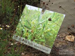 It usually inhabits deserts, steppes and mountains. Tumby Bay Mangrove Boardwalk And Nature Trail Walking Sa