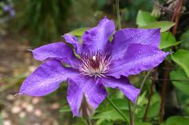 Diese können je nach sorte weiß, rot, rosa, blau oder violett sein. Clematis Sortenempfehlung