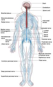 Sistem saraf pusat yang terdiri dari otak dan sumsum tulang belakang sistem saraf tepi yang terdiri dari seluruh neuron yang ada di luar otak dan sumsum tulang belakang. Sistem Saraf Pada Manusia Psychologymania