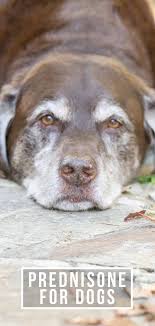 Dogs that are on nsaid's should also not go on prednisone. Prednisone For Dogs What Is It Used For Side Effects And Dosage