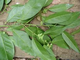 Image result for Heisteria