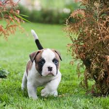 Registered, health tested, proven stock in both work and show adhering to breed standards, while also being excellent active companion dogs when trained properly. Mini Bulldog Puppies For Sale American Bulldog Puppies Bulldog Puppies For Sale Mini Bulldog