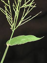 Image result for Digitaria abyssinica