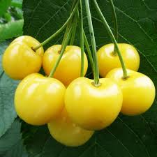 Puoi scaricare e stampare le pagine da colorare per bambini un ramo di ciliegie dal nostro sito web. Semi Di Ciliegio Giallo Moscatella Gialla Prezzo 2 05