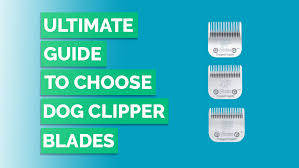 ultimate guide to choose dog clipper blades crittersitca