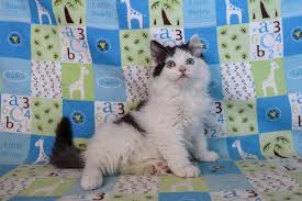 Men in black is a 1997 american science fiction action comedy film directed by barry sonnenfeld and executive produced by steven spielberg. Captain Black And White Van Bicolor Solid Male Ragdoll Kitten