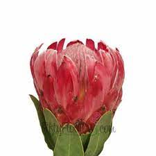 Queen Protea Flower Fiftyflowers Com Tropical Wedding Flowers Wedding Flower Guide Cheap Wedding Flowers