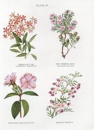 Vintage Botanical Print Australian Wild Flowers Flower Etsy Vintage Botanical Prints Botanical Prints Vintage Botanical