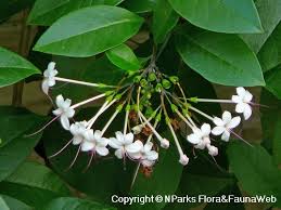 Image result for Volkameria