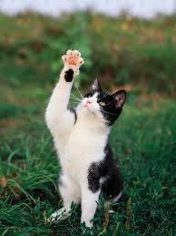 An honest, caring & personal service giving you complete peace of mind. Everything You Need To Know About Pet Ownership In Colorado