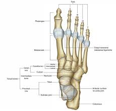 Anatomical diagram showing a front view of a human skeleton. Easy Notes On Human Skeletal System Learn In Just 3 Minutes Earth S Lab